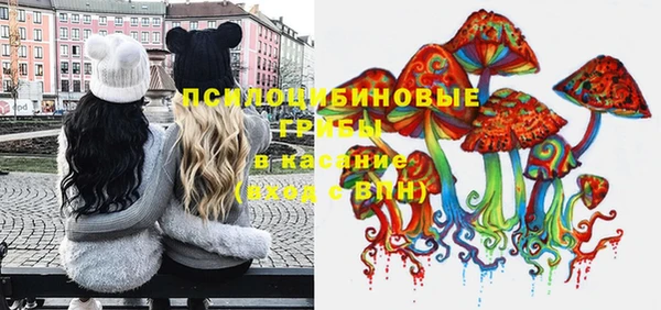 хмурый Аркадак